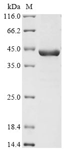 (Tris-Glycine gel) Discontinuous SDS-PAGE (reduced) with 5% enrichment gel and 15% separation gel.