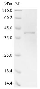 (Tris-Glycine gel) Discontinuous SDS-PAGE (reduced) with 5% enrichment gel and 15% separation gel.