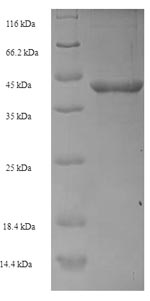 Recombinant Escherichia coli O6:H1 FKBP-type peptidyl-prolyl cis-trans isomerase FkpA (fkpA) – Figure 1 of 1