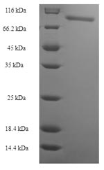 Recombinant Escherichia coli Ribonucleoside-diphosphate reductase 1 subunit alpha (nrdA) – Figure 1 of 1
