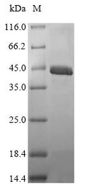 (Tris-Glycine gel) Discontinuous SDS-PAGE (reduced) with 5% enrichment gel and 15% separation gel.