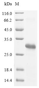(Tris-Glycine gel) Discontinuous SDS-PAGE (reduced) with 5% enrichment gel and 15% separation gel.