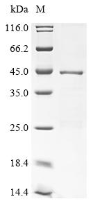 (Tris-Glycine gel) Discontinuous SDS-PAGE (reduced) with 5% enrichment gel and 15% separation gel.