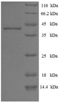 Recombinant Epstein-Barr virus DNA polymerase catalytic subunit (BALF5), partial – Figure 1 of 1