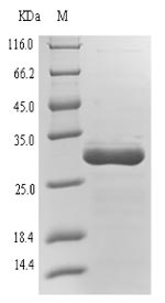 (Tris-Glycine gel) Discontinuous SDS-PAGE (reduced) with 5% enrichment gel and 15% separation gel.