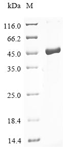 (Tris-Glycine gel) Discontinuous SDS-PAGE (reduced) with 5% enrichment gel and 15% separation gel.