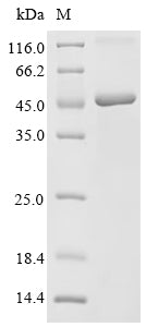 Recombinant Simian retrovirus SRV-1 Envelope glycoprotein (env), partial – Figure 1 of 1
