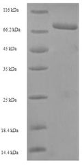 Recombinant Human herpesvirus 1 Tegument protein VP16 (UL48) – Figure 1 of 1