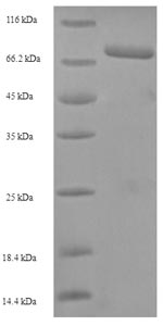 Recombinant Human herpesvirus 1 Tegument protein VP16 (UL48) – Figure 1 of 1