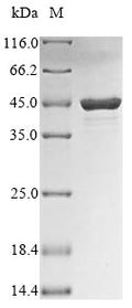 Recombinant Influenza B virus Nucleoprotein (NP), partial – Figure 1 of 1