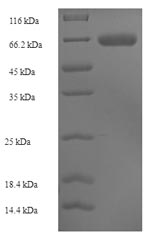 Recombinant Saccharomyces cerevisiae Alpha-galactosidase 1 (MEL1) – Figure 1 of 1