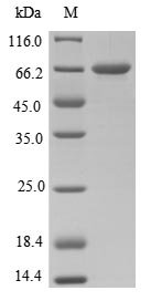 Recombinant Clostridium tetani Tetanus toxin (tetX), partial – Figure 1 of 1