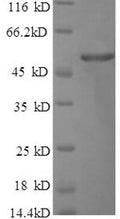 Recombinant Bacillus thuringiensis subsp. Pesticidal crystal protein cry1Ac (cry1Ac), partial – Figure 1 of 1