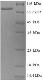 Recombinant Bacillus subtilis Levanase (sacC) – Figure 1 of 1