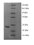 Recombinant Bordetella pertussis Serotype 2 fimbrial subunit (fim2) – Figure 1 of 1