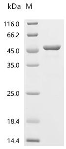 (Tris-Glycine gel) Discontinuous SDS-PAGE (reduced) with 5% enrichment gel and 15% separation gel.