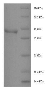 Recombinant Dermatophagoides pteronyssinus Peptidase 1 (DERP1) – Figure 1 of 1