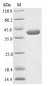 (Tris-Glycine gel) Discontinuous SDS-PAGE (reduced) with 5% enrichment gel and 15% separation gel.