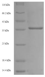 Recombinant Mouse Low affinity immunoglobulin gamma Fc region receptor III (Fcgr3), partial – Figure 1 of 1