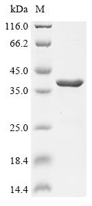 (Tris-Glycine gel) Discontinuous SDS-PAGE (reduced) with 5% enrichment gel and 15% separation gel.