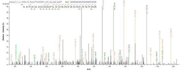 Based on the SEQUEST from database of E.coli host and target protein, the LC-MS/MS Analysis result of CSB-EP357723RA could indicate that this peptide derived from E.coli-expressed Rattus norvegicus (Rat) Mcpt1.