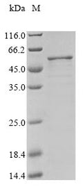 (Tris-Glycine gel) Discontinuous SDS-PAGE (reduced) with 5% enrichment gel and 15% separation gel.