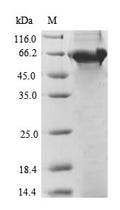 Recombinant Bacillus thuringiensis subsp. tenebrionis Pesticidal crystal protein cry3Aa (cry3Aa) – Figure 1 of 1