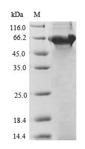 Recombinant Bacillus thuringiensis subsp. tenebrionis Pesticidal crystal protein cry3Aa (cry3Aa) – Figure 1 of 1