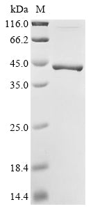 (Tris-Glycine gel) Discontinuous SDS-PAGE (reduced) with 5% enrichment gel and 15% separation gel.