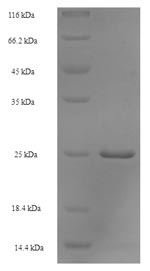 Recombinant Escherichia coli Peptidyl-tRNA hydrolase (pth) – Figure 1 of 1