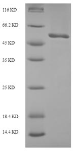 Recombinant Escherichia coli DNA replication and repair protein RecF (recF) – Figure 1 of 1