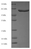 Recombinant Escherichia coli O6:H1 Cell division protein FtsZ (ftsZ) – Figure 1 of 1