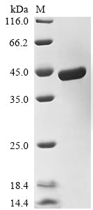(Tris-Glycine gel) Discontinuous SDS-PAGE (reduced) with 5% enrichment gel and 15% separation gel.