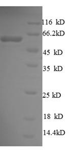 Recombinant Escherichia coli Chaperone surA (surA) – Figure 1 of 1