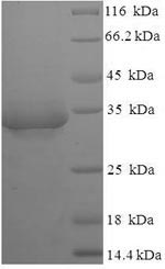 Recombinant Escherichia coli Lipopolysaccharide export system protein lptA (lptA) – Figure 1 of 1