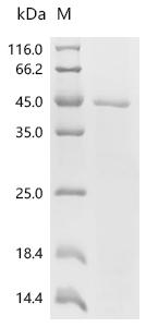 (Tris-Glycine gel) Discontinuous SDS-PAGE (reduced) with 5% enrichment gel and 15% separation gel.