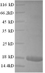Recombinant Human Interferon alpha-2 (IFNA2) – Figure 1 of 1