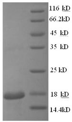 Recombinant Mouse Hemoglobin subunit beta-2 (Hbb-b2) – Figure 1 of 1