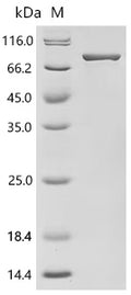 Recombinant Escherichia coli DNA helicase II (uvrD) – Figure 1 of 1