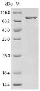 Recombinant Escherichia coli DNA helicase II (uvrD) – Figure 1 of 1