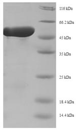 Recombinant Staphylococcus aureus Replication initiation protein (repD) – Figure 1 of 1