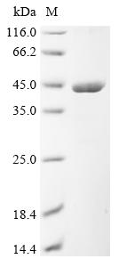 (Tris-Glycine gel) Discontinuous SDS-PAGE (reduced) with 5% enrichment gel and 15% separation gel.