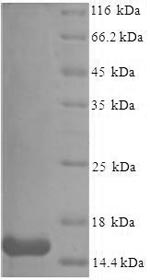 Recombinant Mouse Serum amyloid A-3 protein (Saa3), partial – Figure 1 of 1