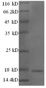 Recombinant Mouse Major urinary protein 11 (Mup11), partial – Figure 1 of 1