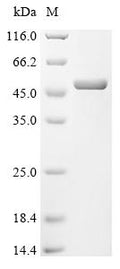 (Tris-Glycine gel) Discontinuous SDS-PAGE (reduced) with 5% enrichment gel and 15% separation gel.