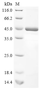 (Tris-Glycine gel) Discontinuous SDS-PAGE (reduced) with 5% enrichment gel and 15% separation gel.