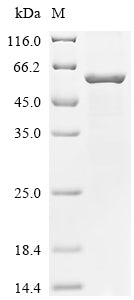 Recombinant Human parainfluenza 3 virus Fusion glycoprotein F0 (F), partial – Figure 1 of 1