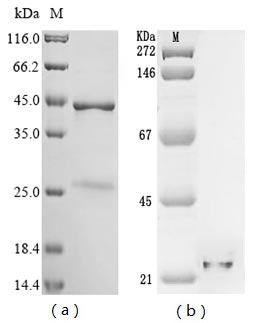 (Tris-Glycine gel) Discontinuous SDS-PAGE (reduced) with 5% enrichment gel and 15% separation gel.