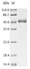 (Tris-Glycine gel) Discontinuous SDS-PAGE (reduced) with 5% enrichment gel and 15% separation gel.