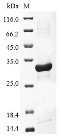 (Tris-Glycine gel) Discontinuous SDS-PAGE (reduced) with 5% enrichment gel and 15% separation gel.